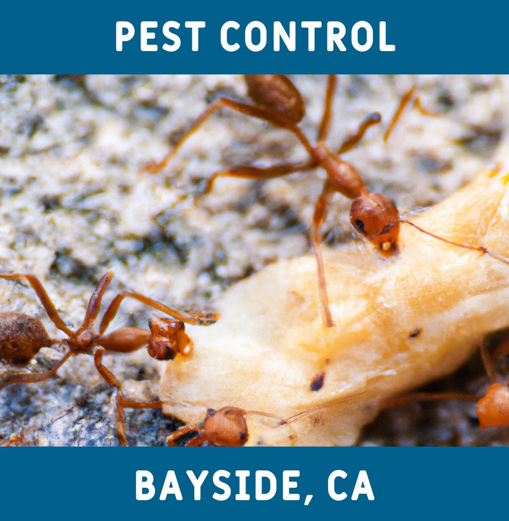 pest control in Bayside California