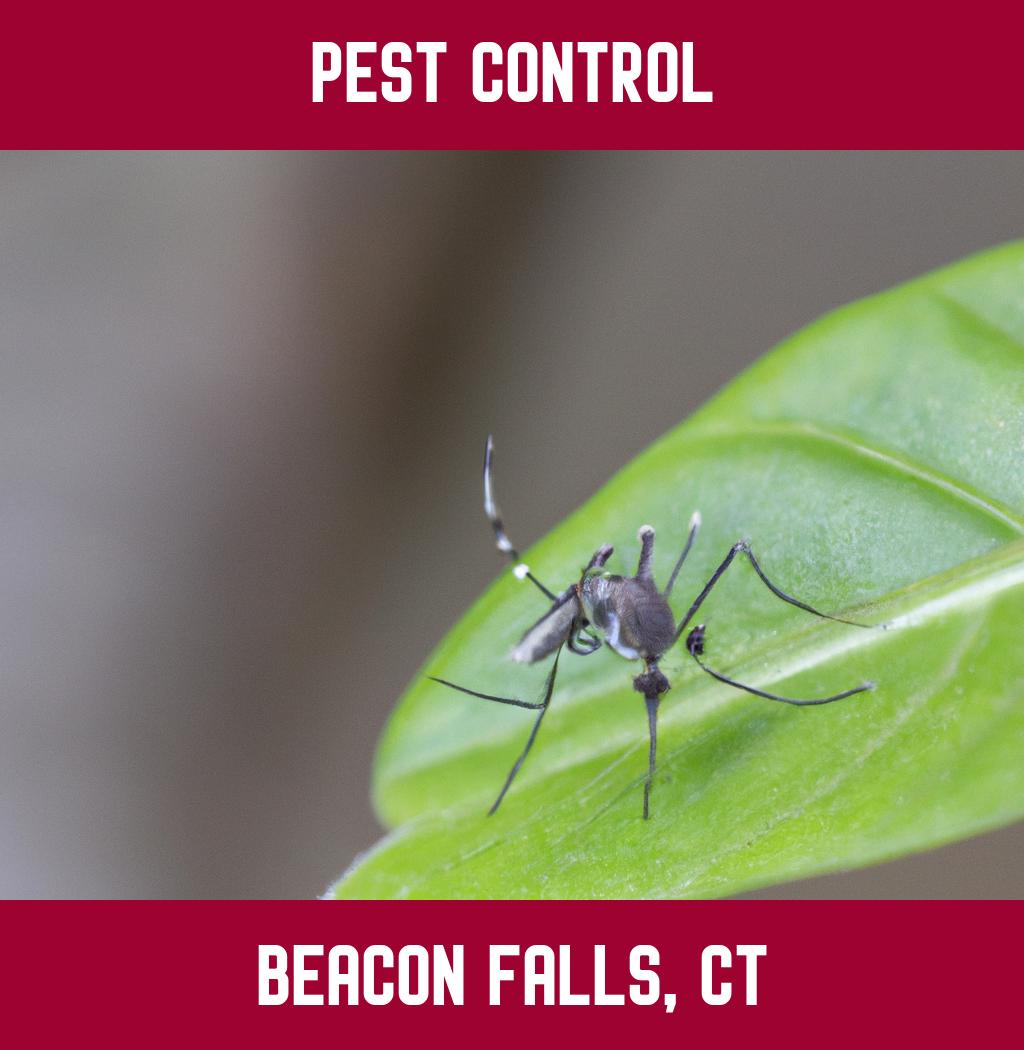 pest control in Beacon Falls Connecticut