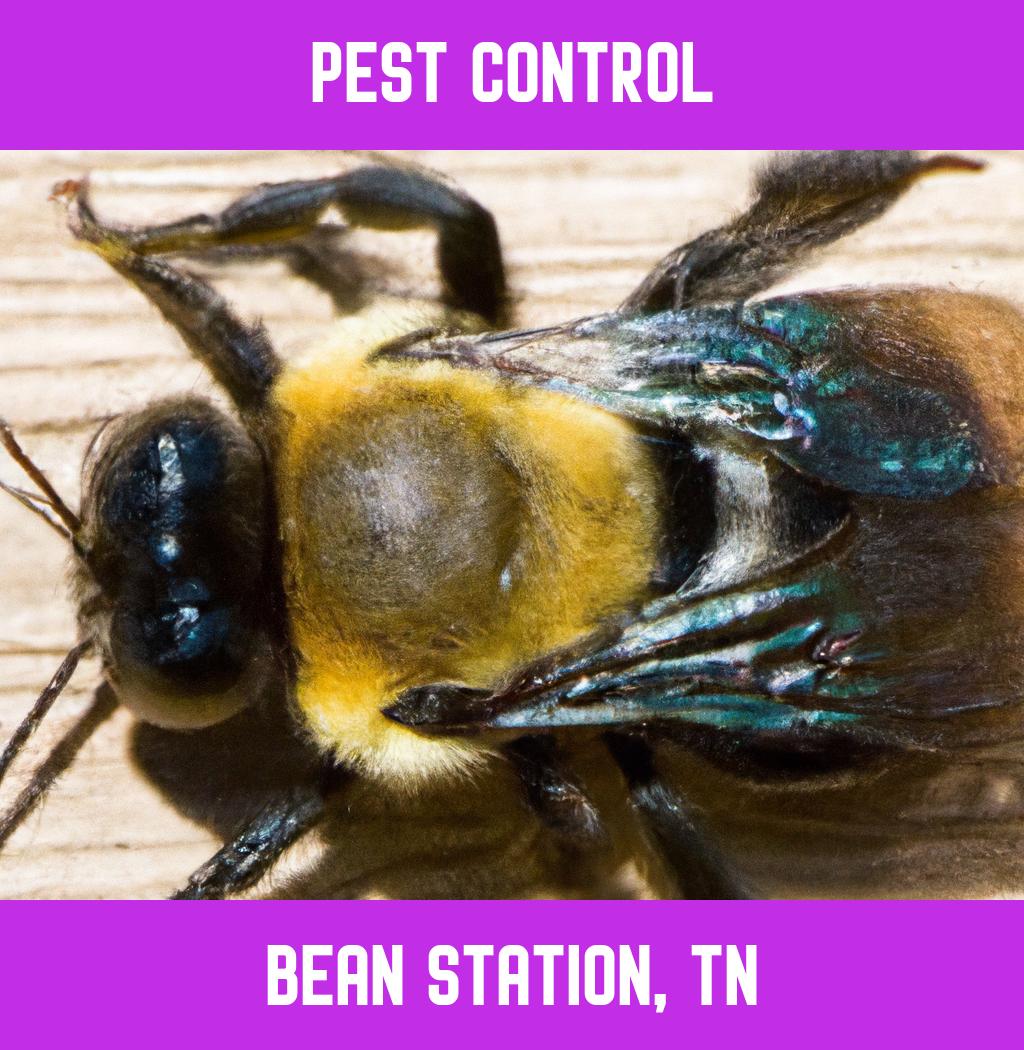 pest control in Bean Station Tennessee
