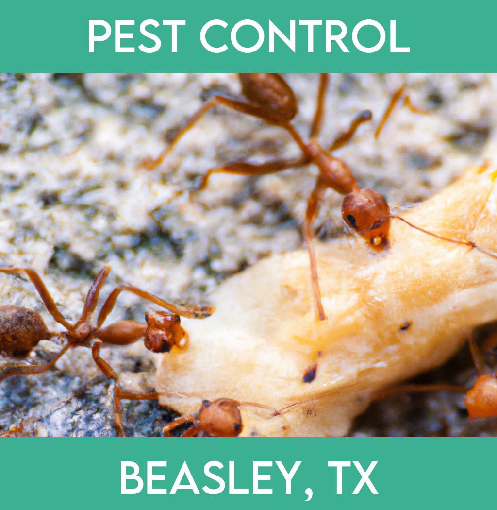 pest control in Beasley Texas