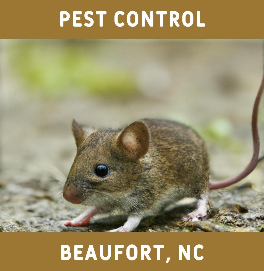 pest control in Beaufort North Carolina