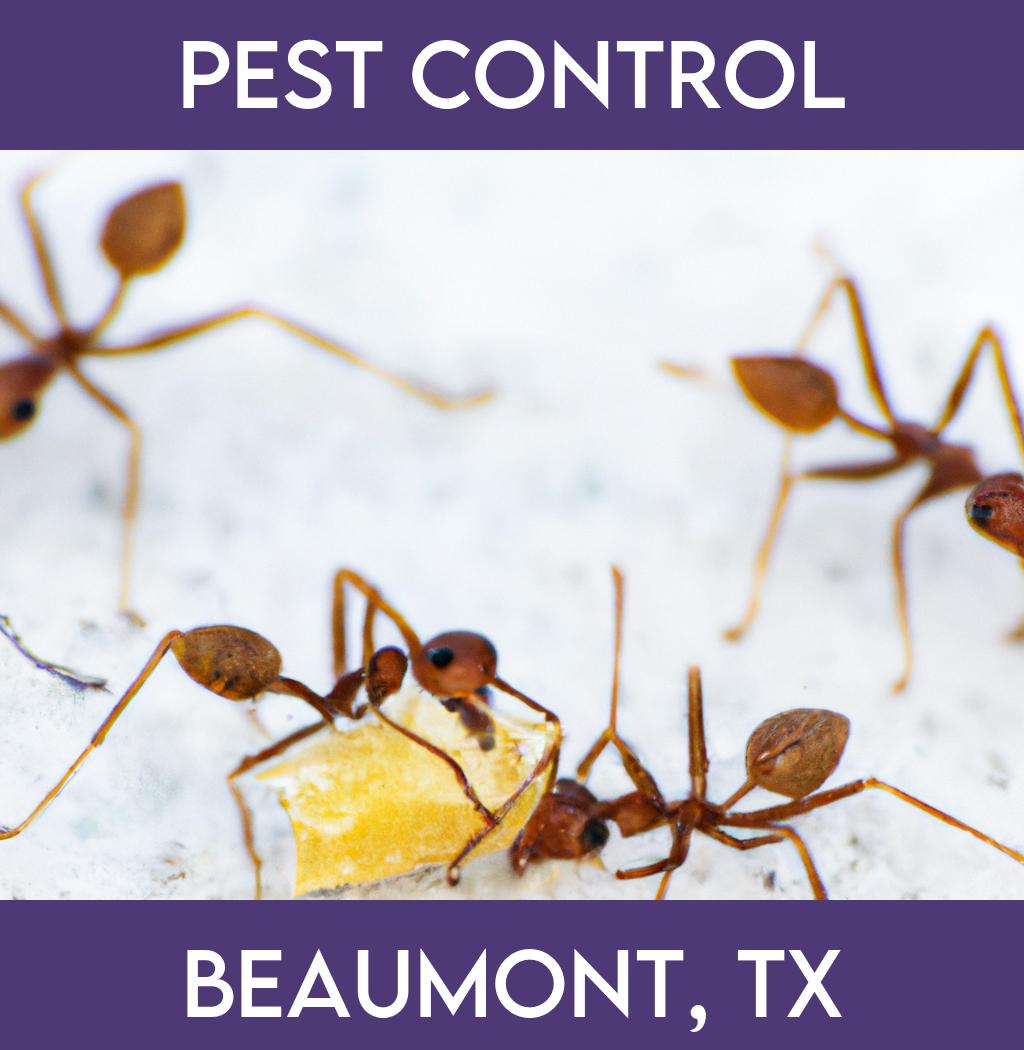 pest control in Beaumont Texas