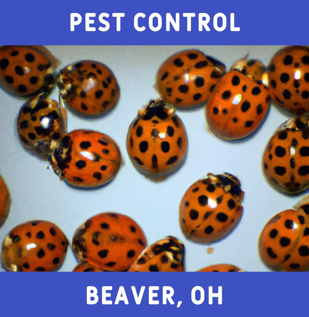 pest control in Beaver Ohio