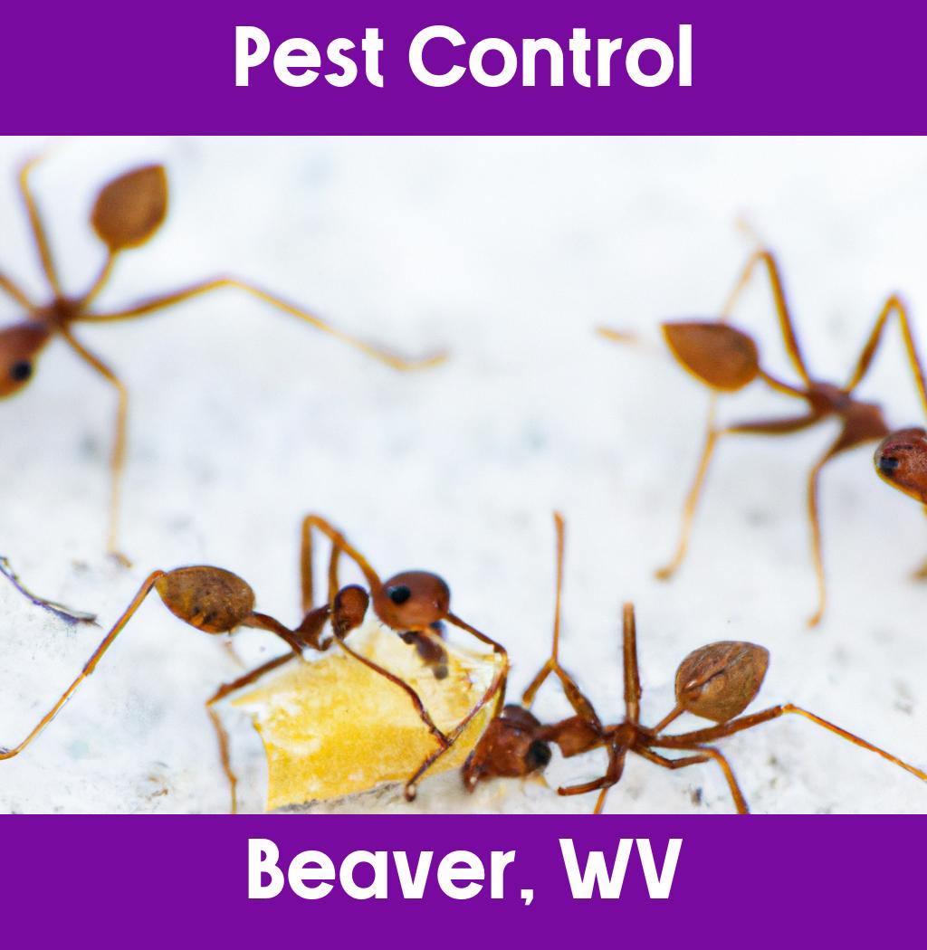 pest control in Beaver West Virginia