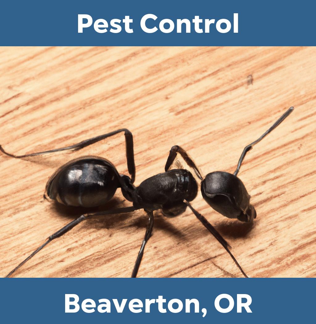 pest control in Beaverton Oregon