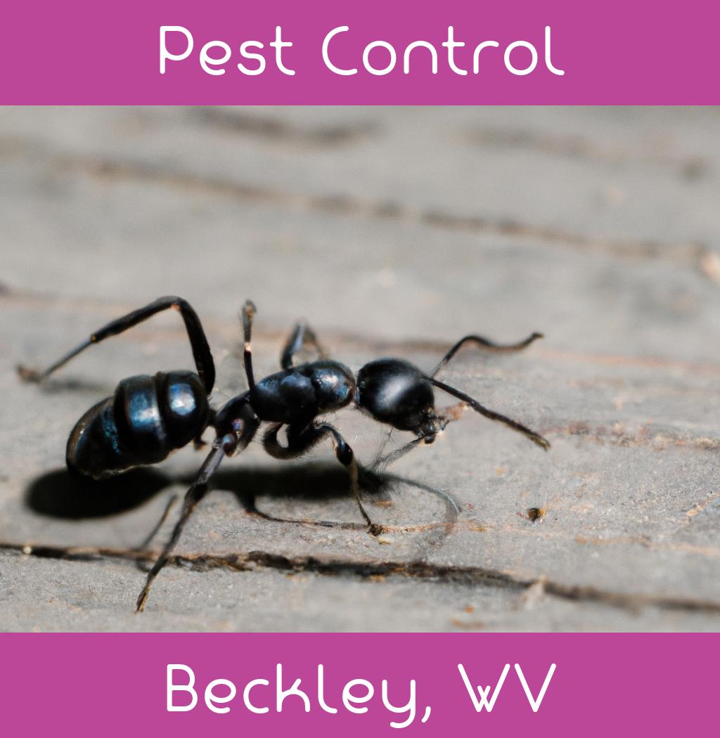 pest control in Beckley West Virginia