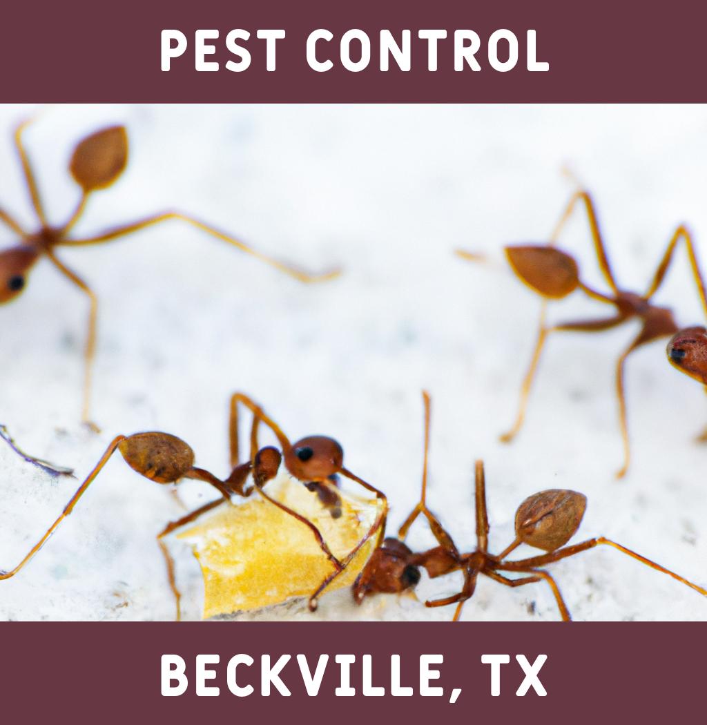pest control in Beckville Texas