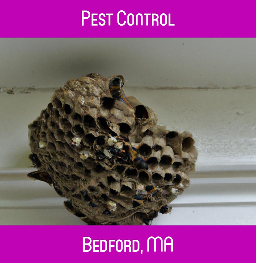 pest control in Bedford Massachusetts