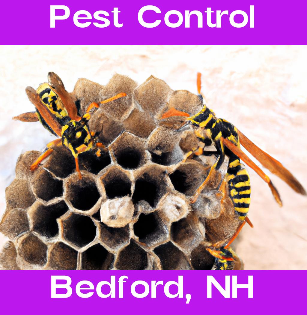 pest control in Bedford New Hampshire