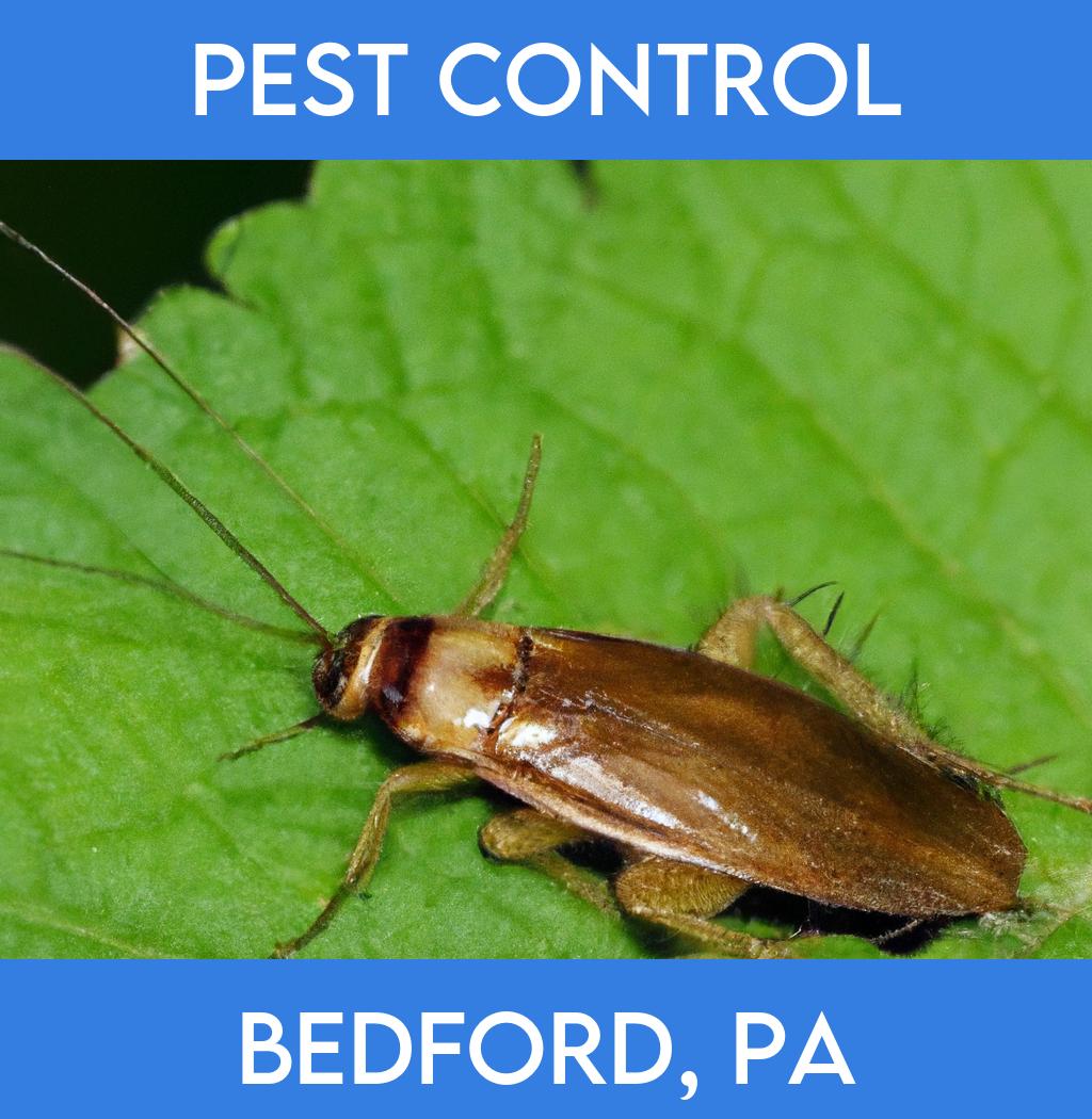pest control in Bedford Pennsylvania