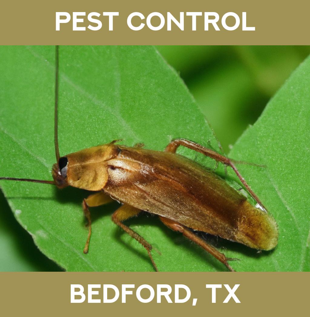 pest control in Bedford Texas