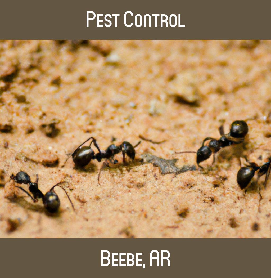 pest control in Beebe Arkansas