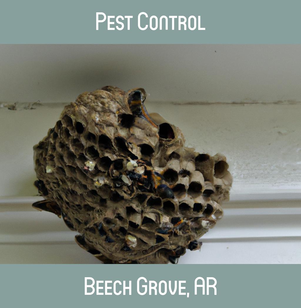pest control in Beech Grove Arkansas