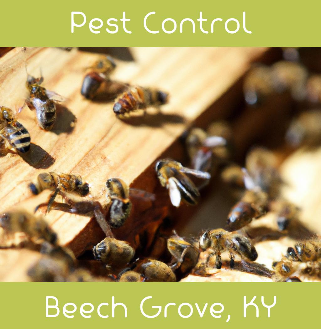pest control in Beech Grove Kentucky