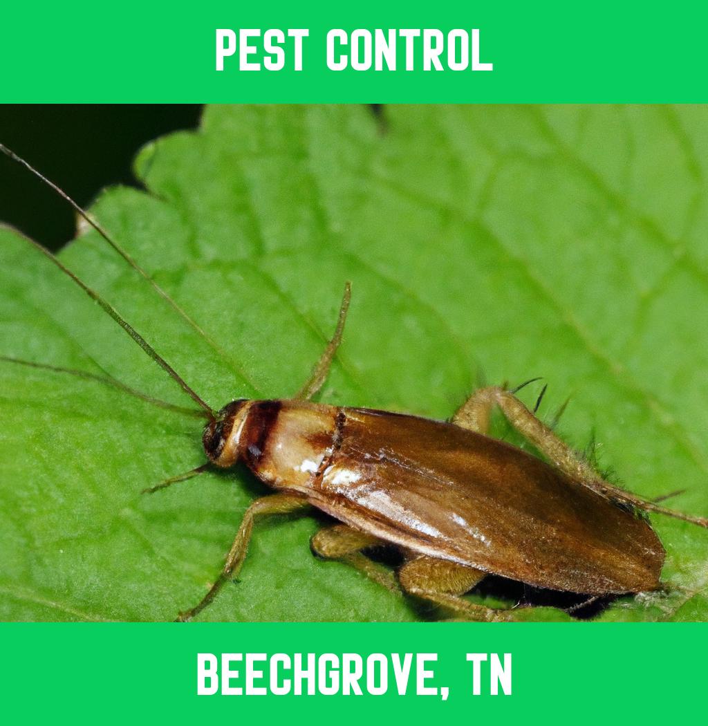 pest control in Beechgrove Tennessee