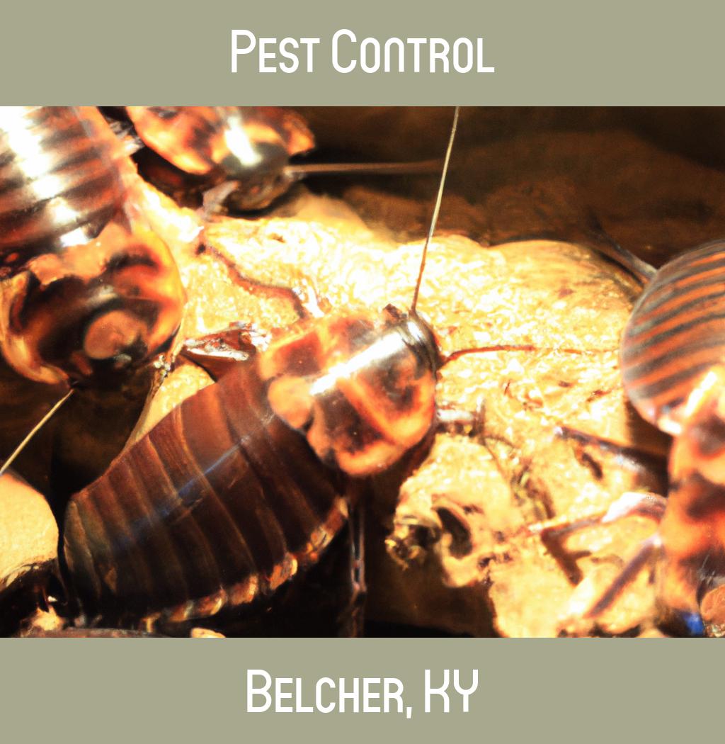 pest control in Belcher Kentucky