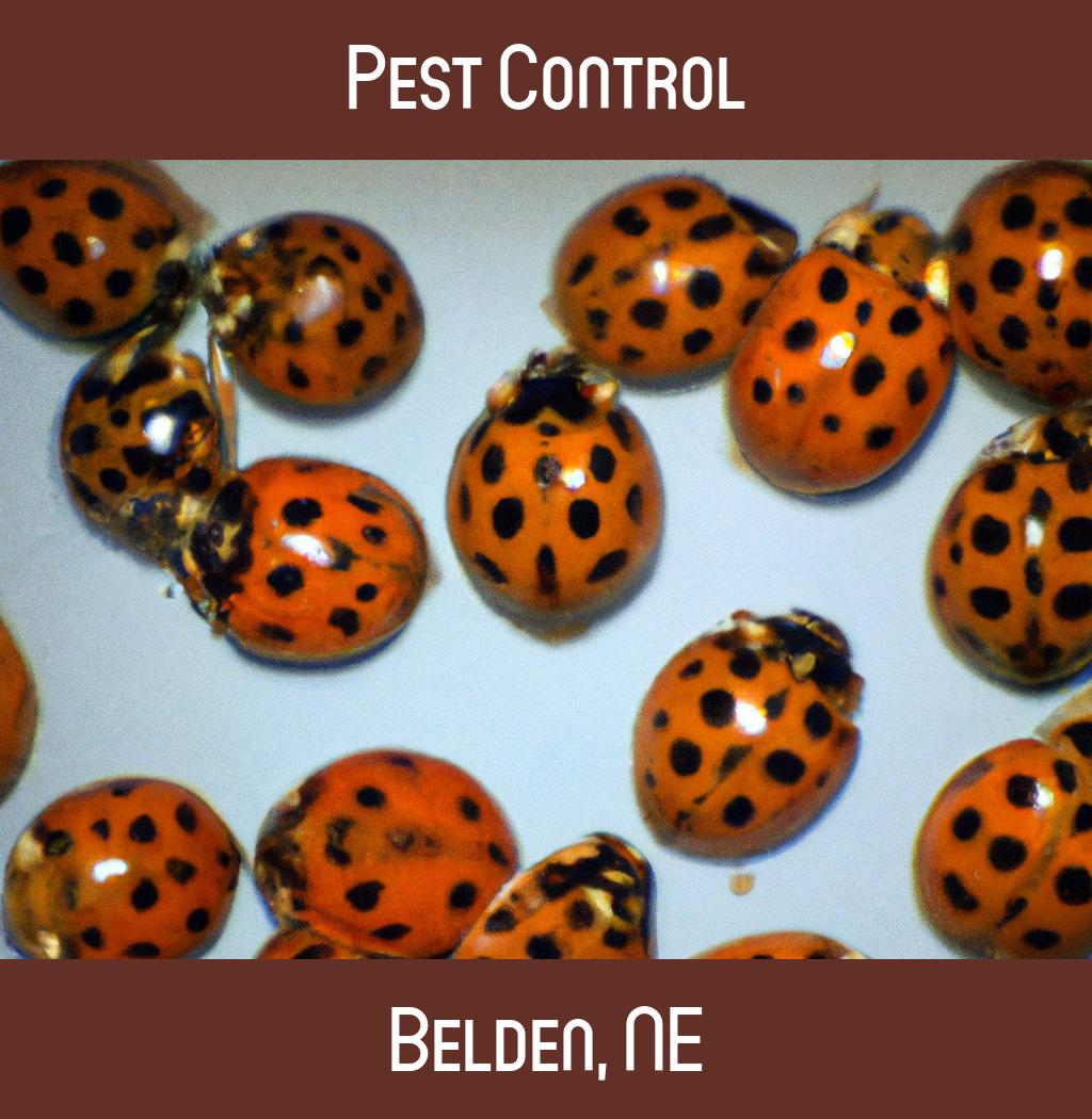 pest control in Belden Nebraska