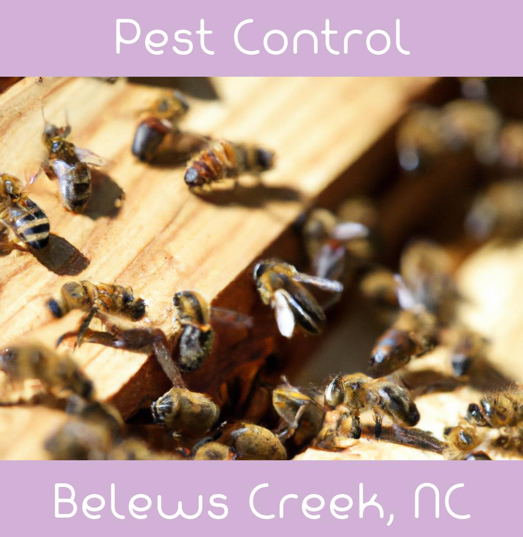 pest control in Belews Creek North Carolina