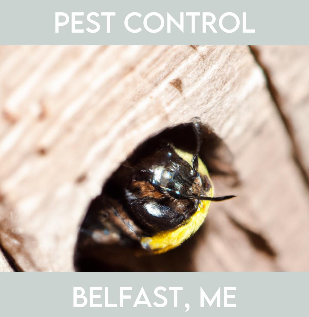 pest control in Belfast Maine