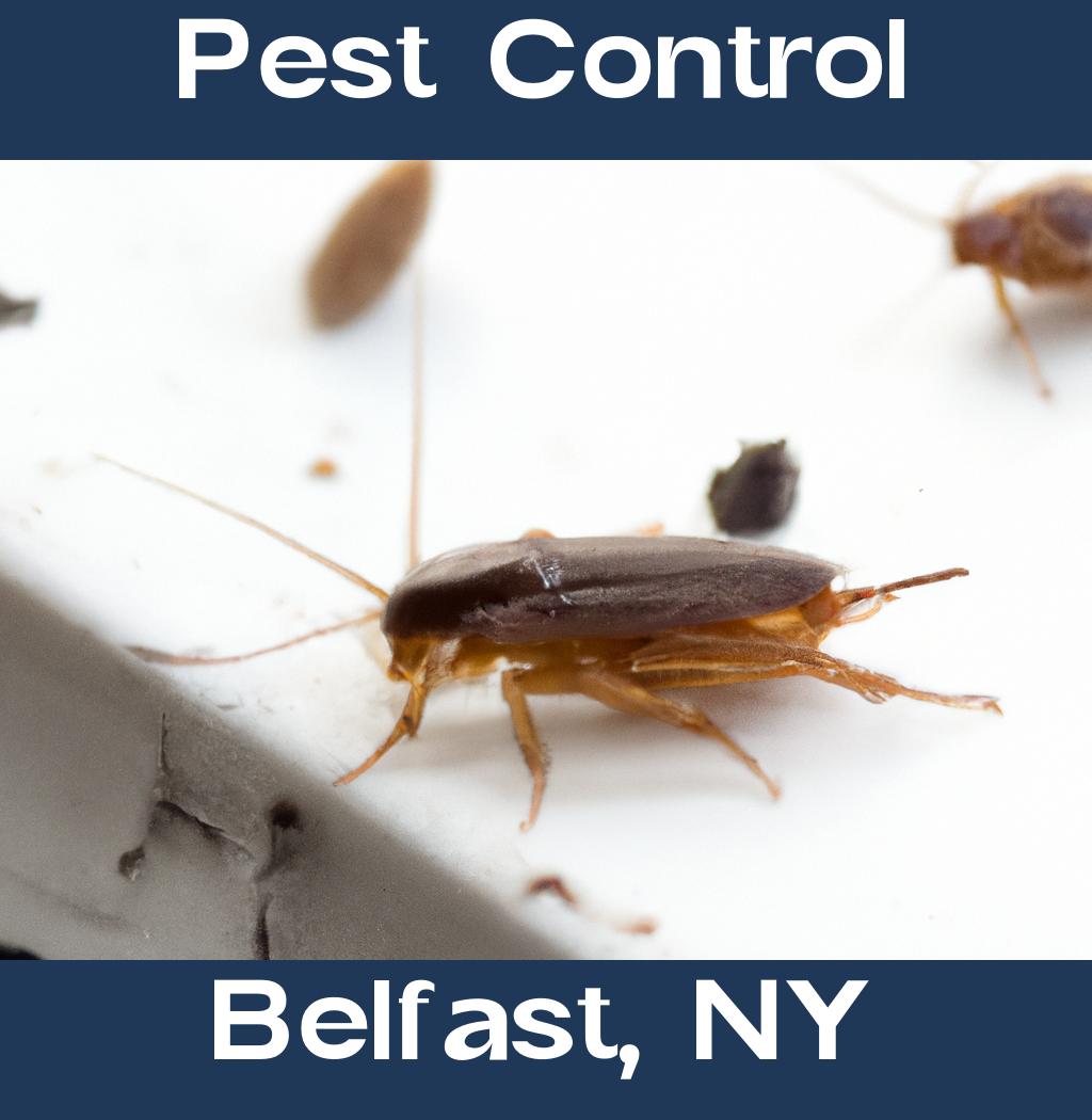 pest control in Belfast New York