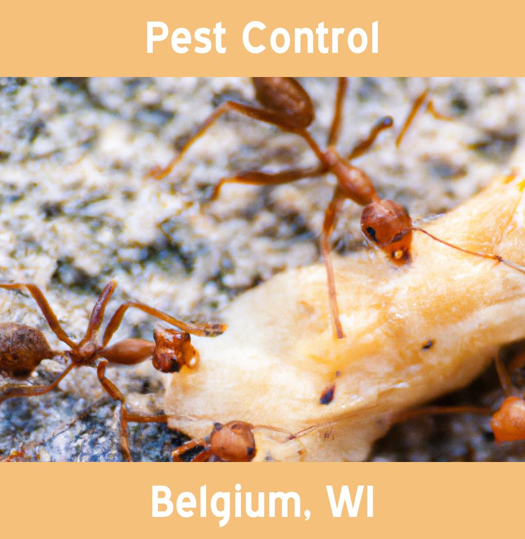 pest control in Belgium Wisconsin