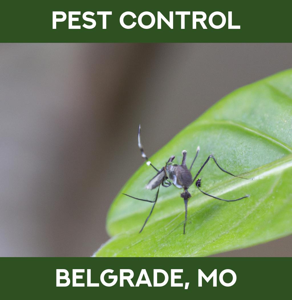 pest control in Belgrade Missouri