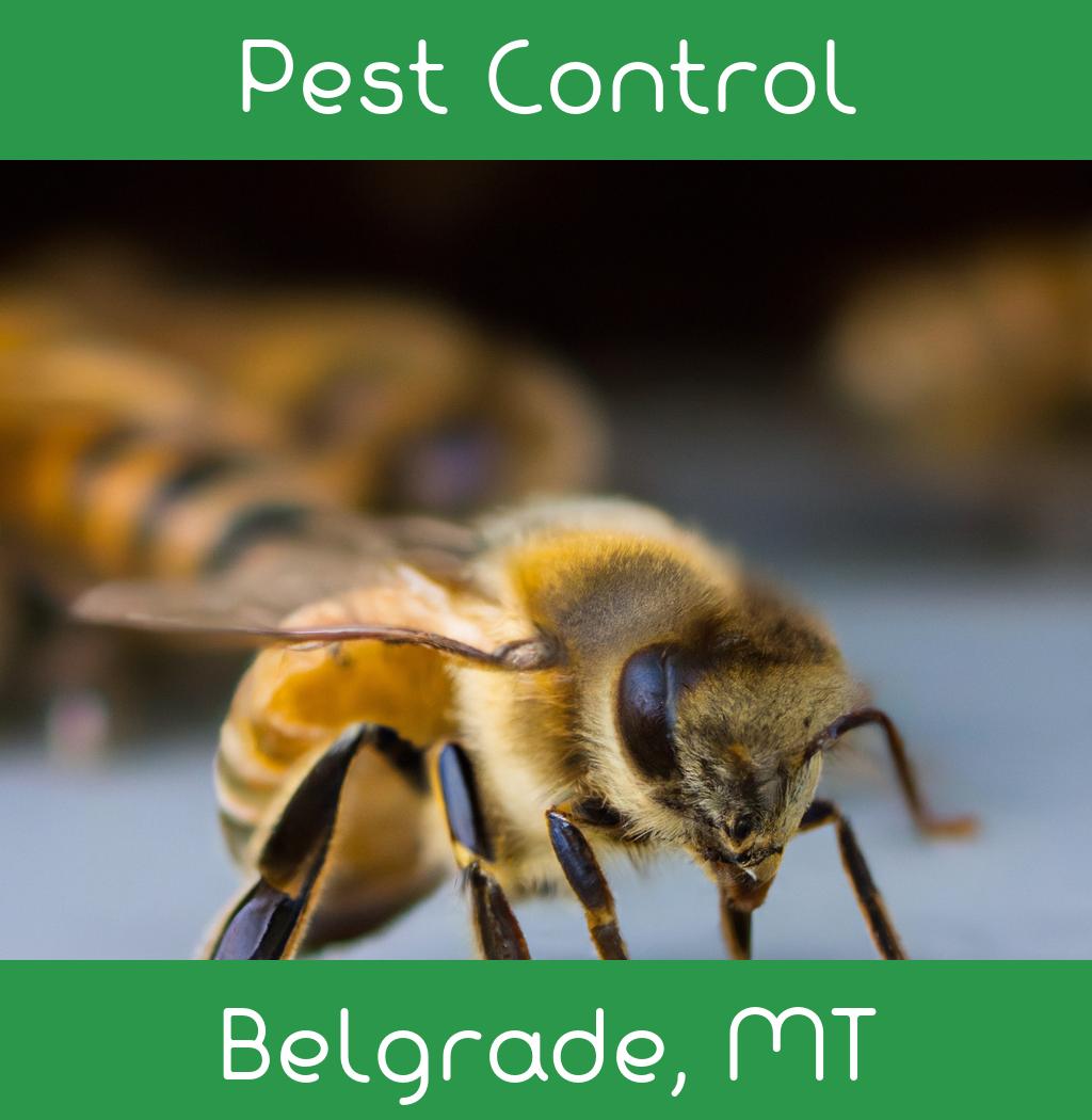 pest control in Belgrade Montana