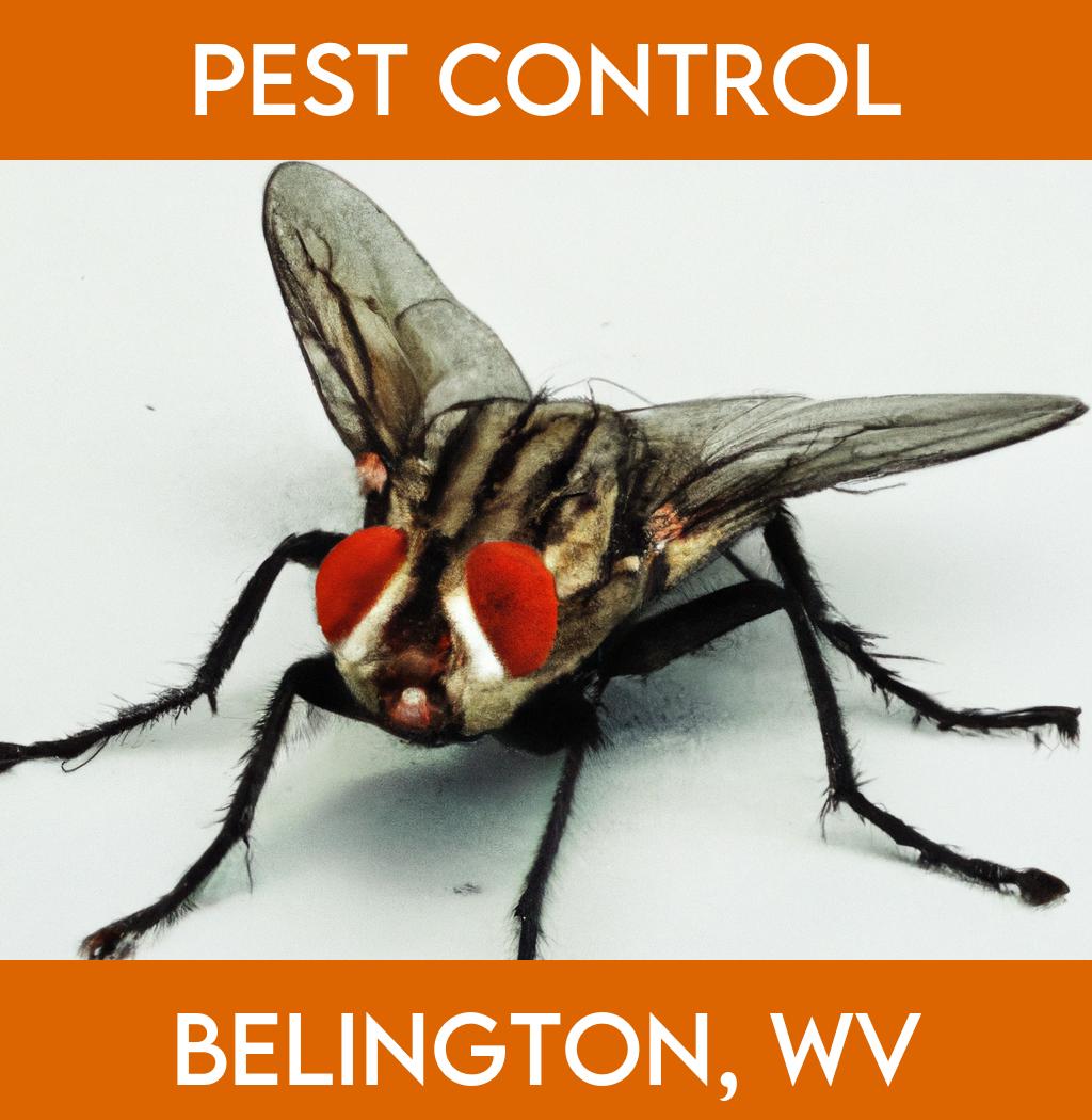 pest control in Belington West Virginia