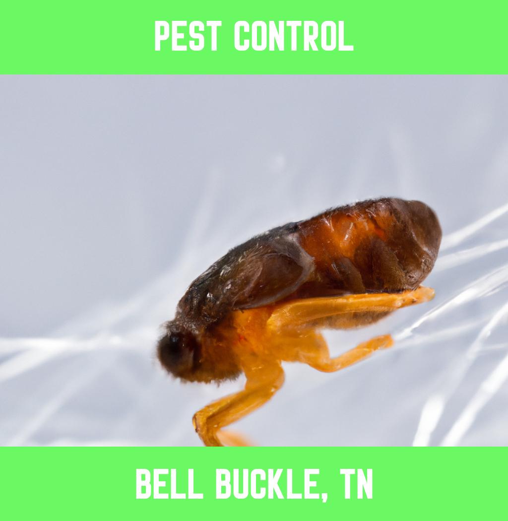 pest control in Bell Buckle Tennessee