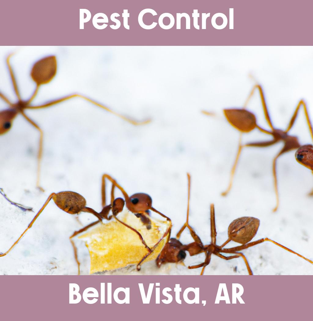 pest control in Bella Vista Arkansas