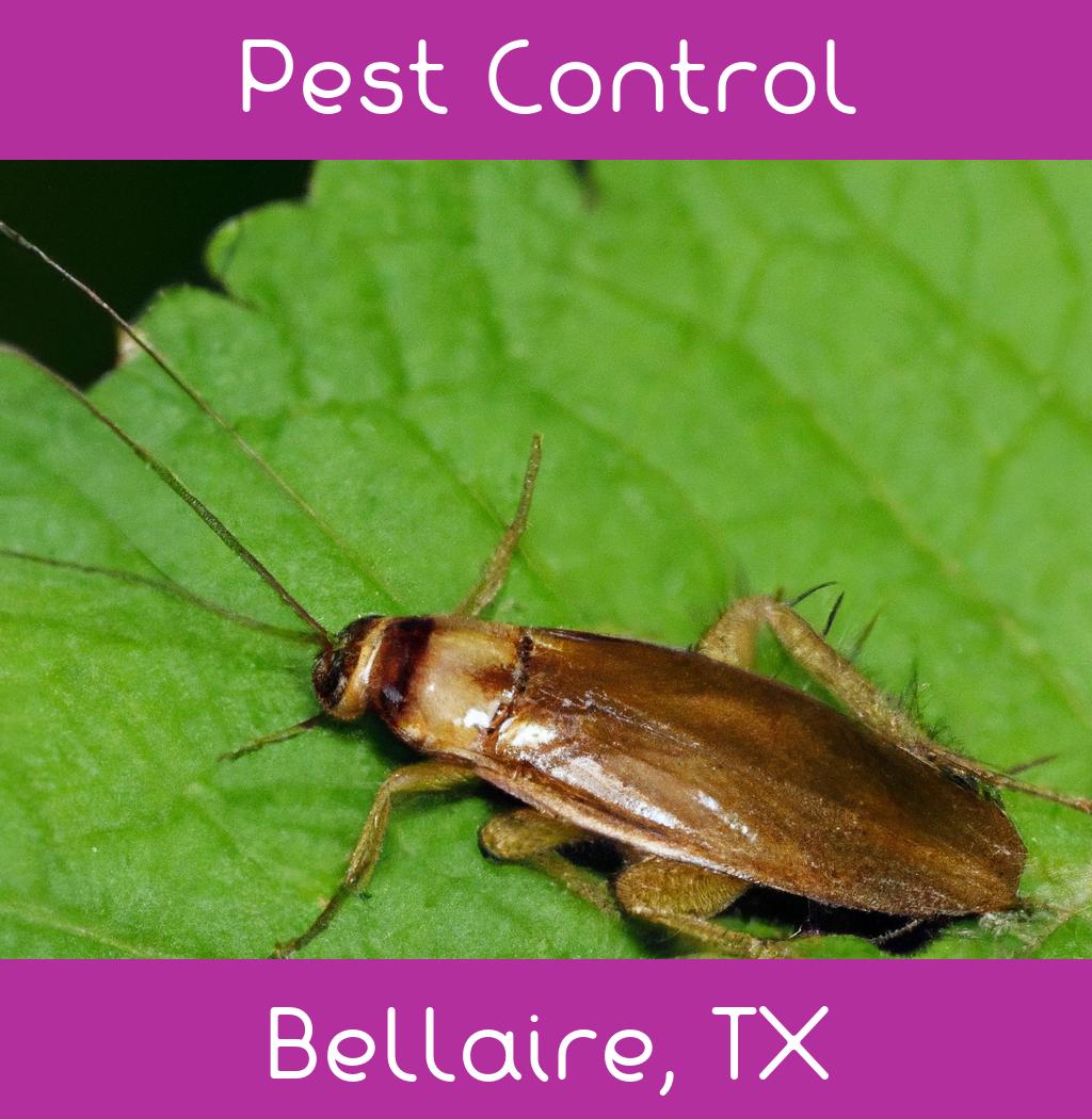 pest control in Bellaire Texas