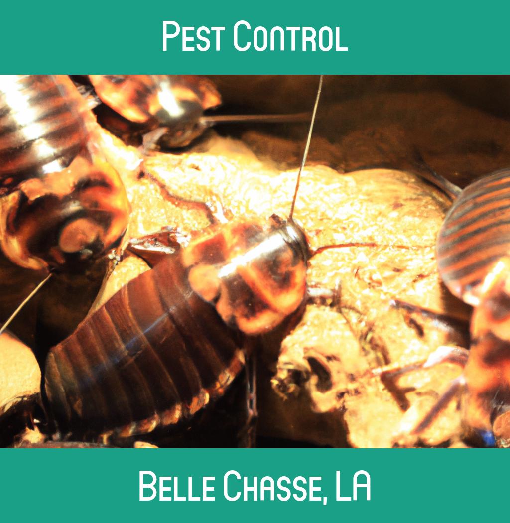 pest control in Belle Chasse Louisiana