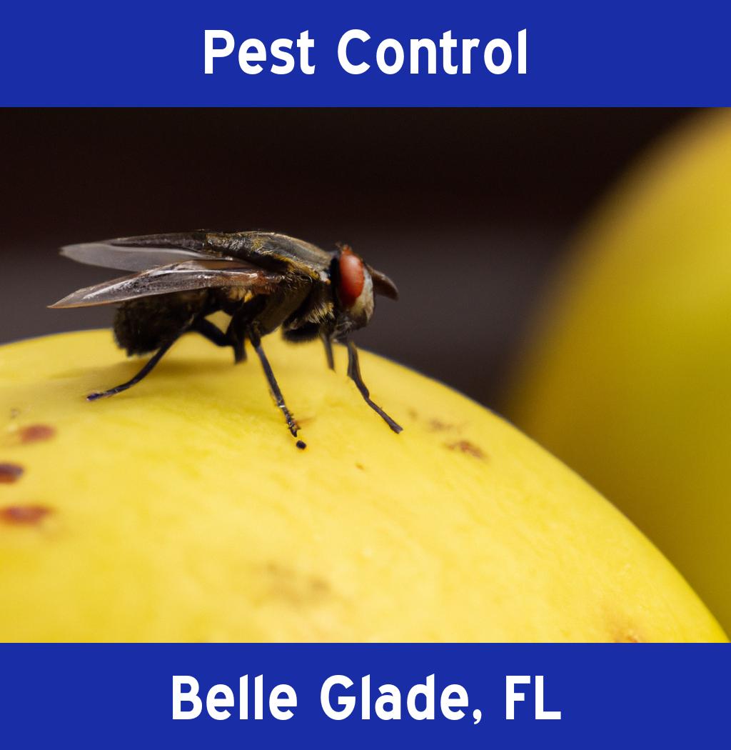 pest control in Belle Glade Florida