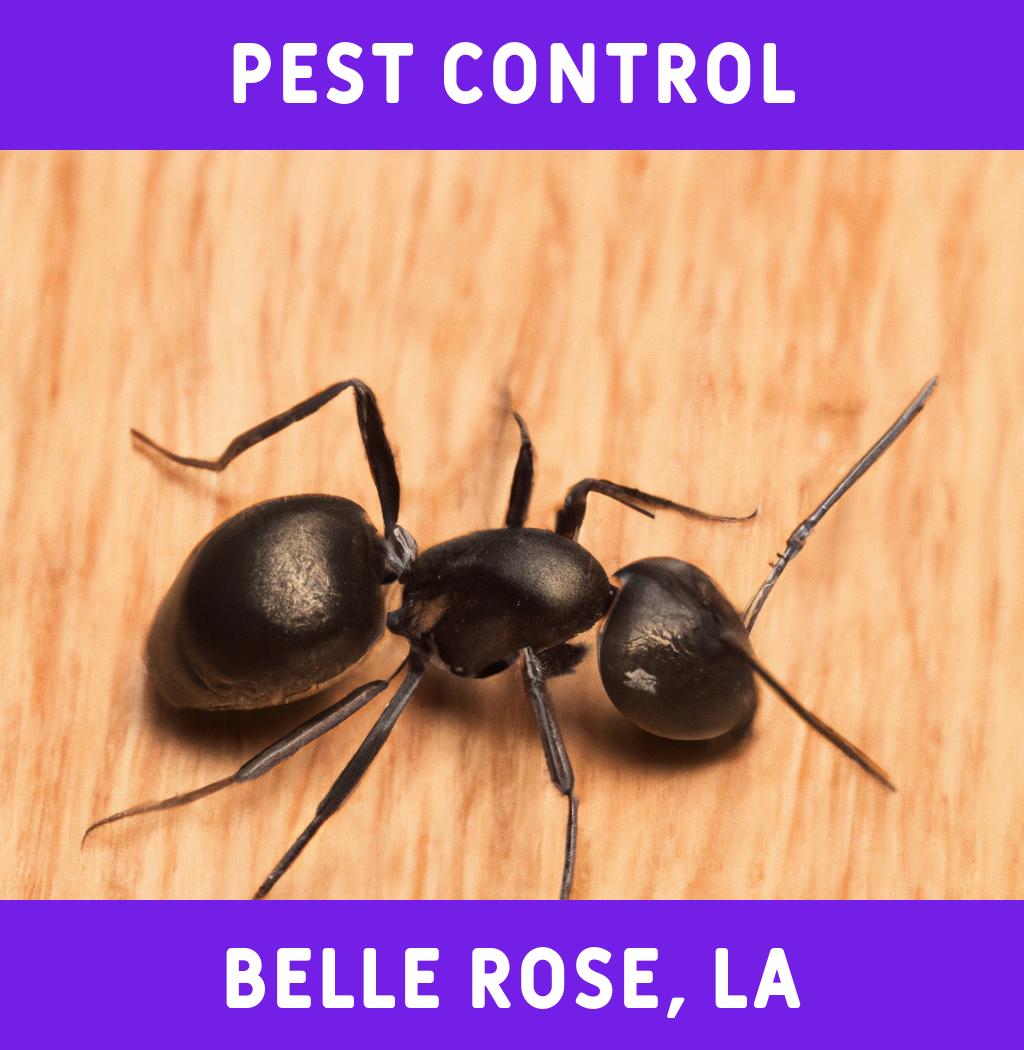 pest control in Belle Rose Louisiana