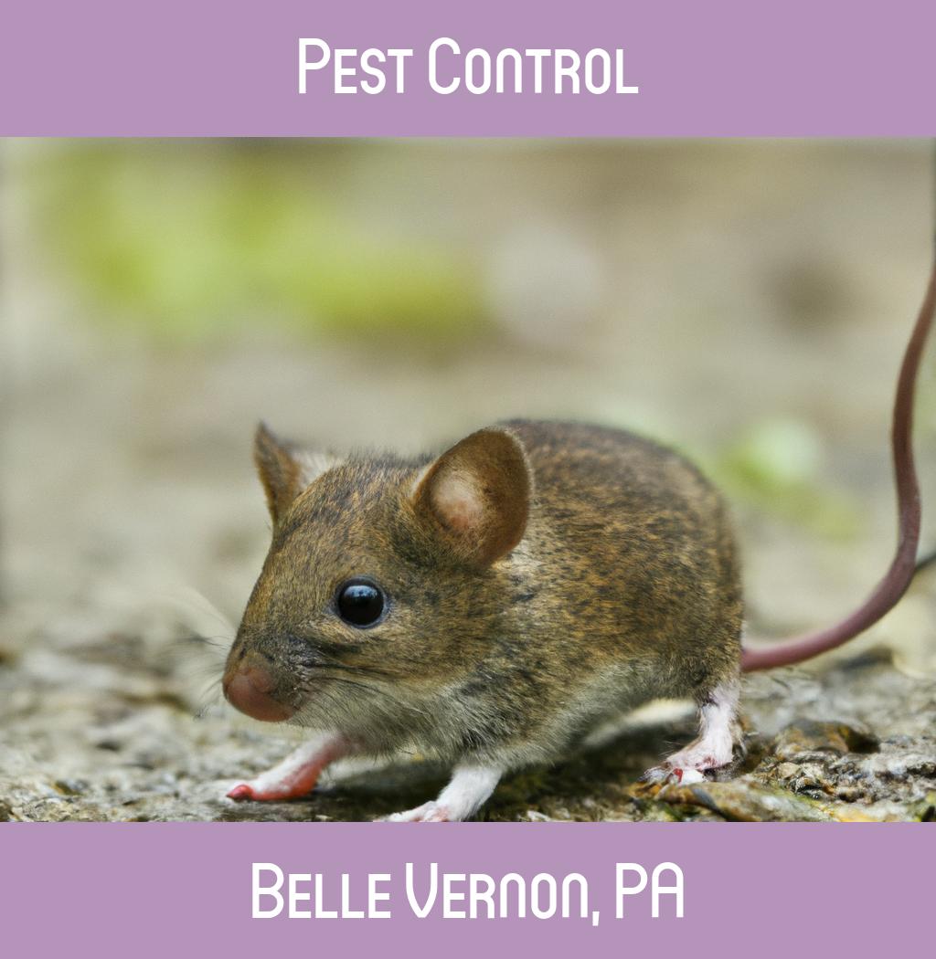 pest control in Belle Vernon Pennsylvania