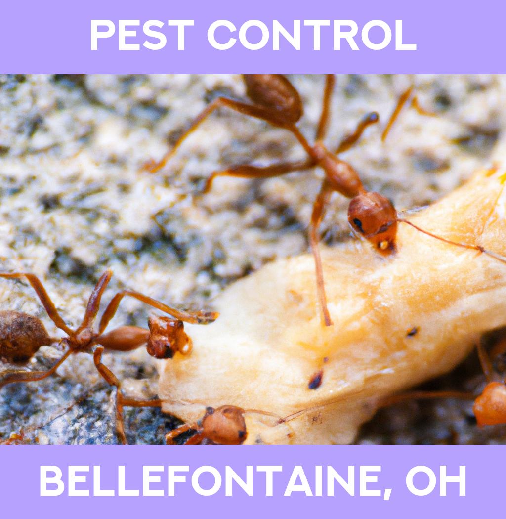 pest control in Bellefontaine Ohio