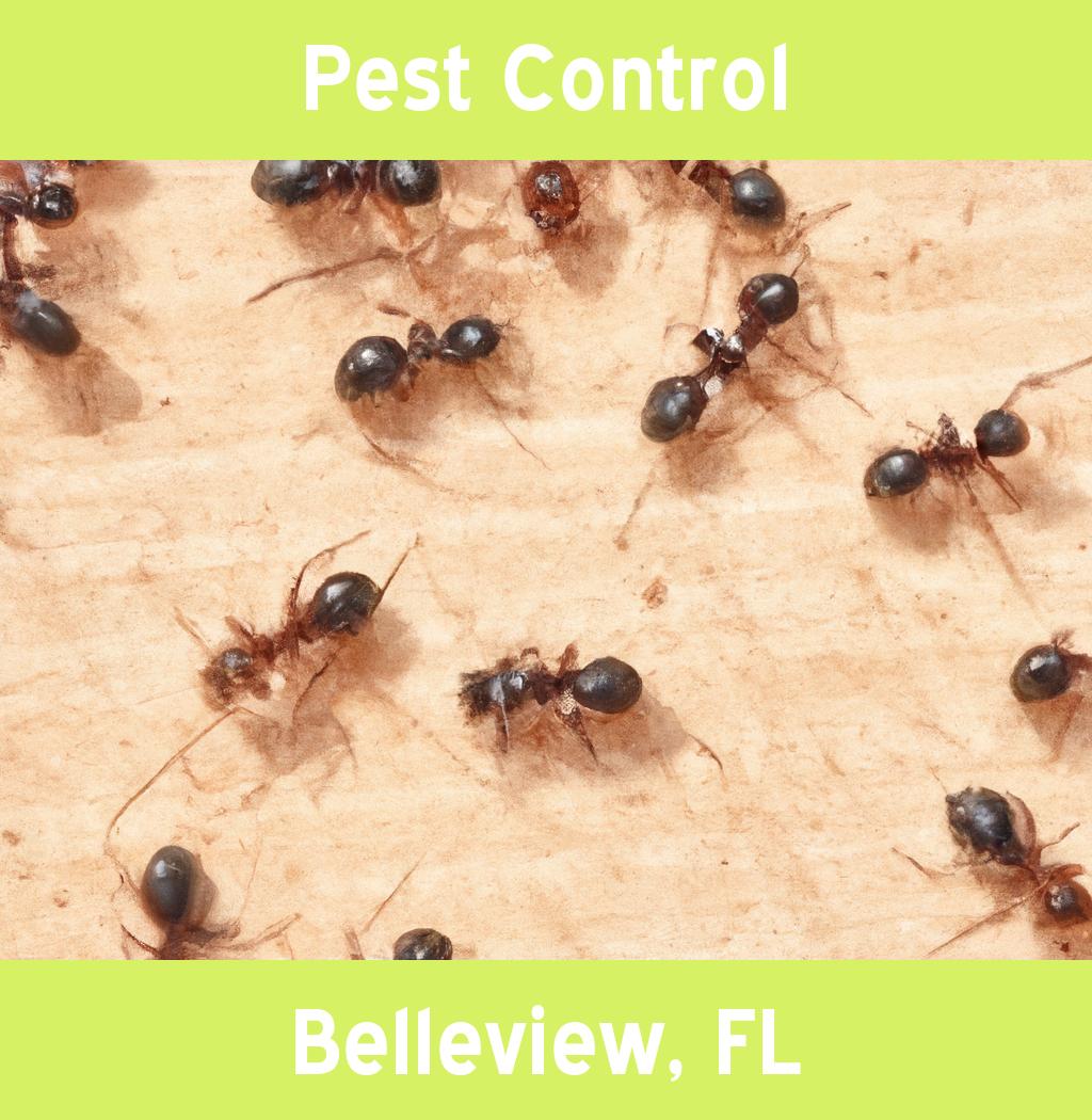 pest control in Belleview Florida