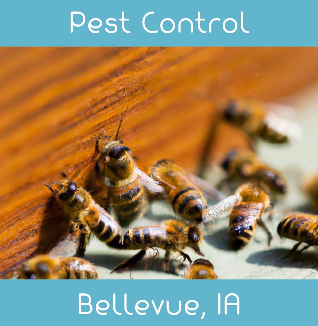 pest control in Bellevue Iowa