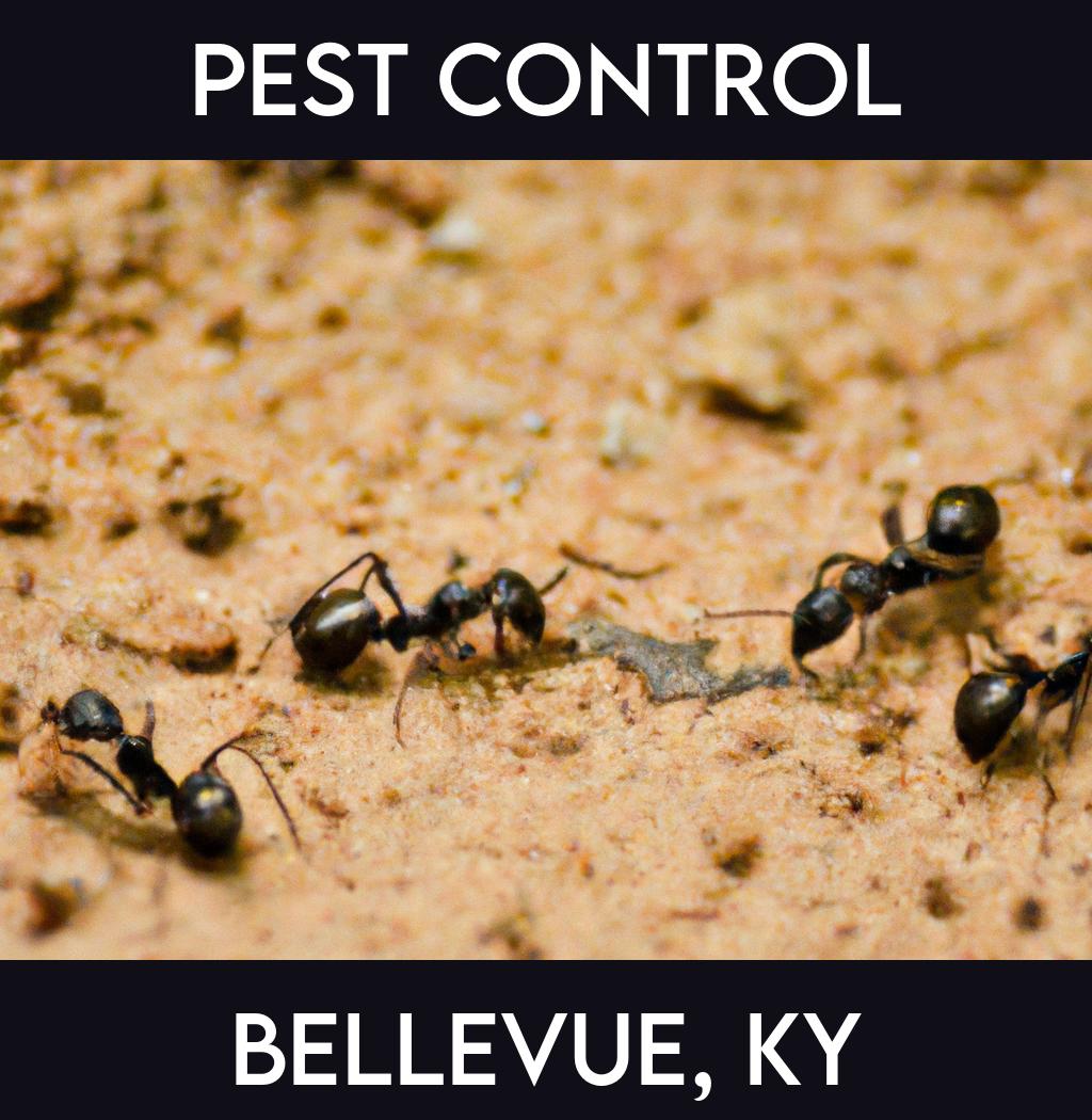 pest control in Bellevue Kentucky