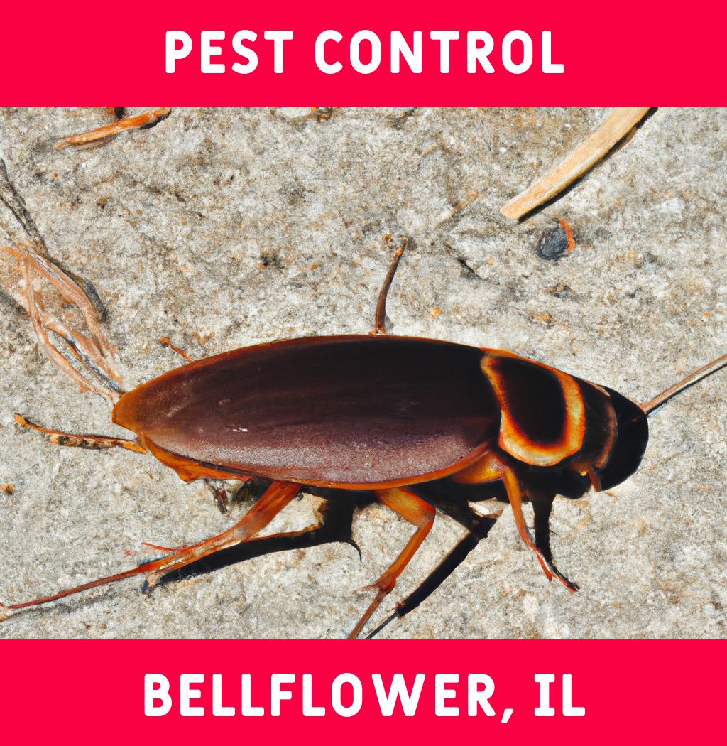 pest control in Bellflower Illinois