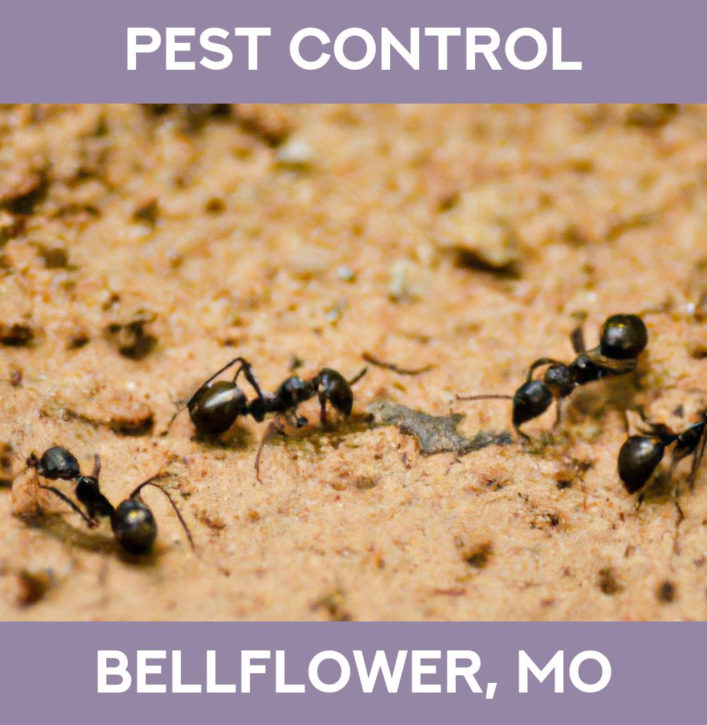 pest control in Bellflower Missouri