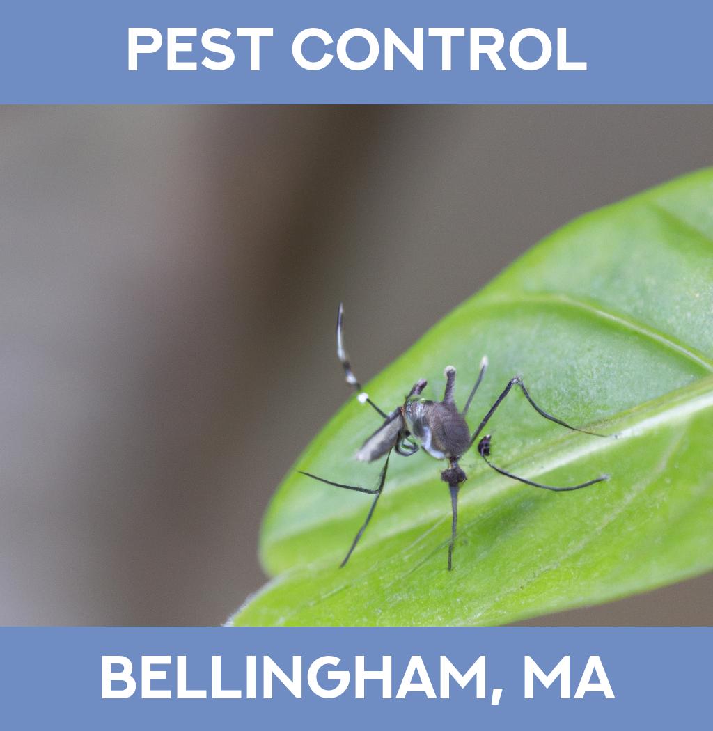 pest control in Bellingham Massachusetts