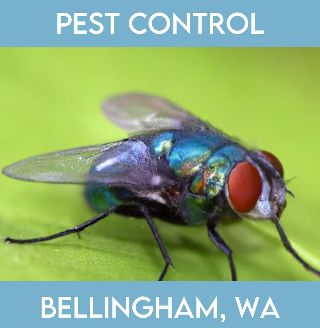 pest control in Bellingham Washington
