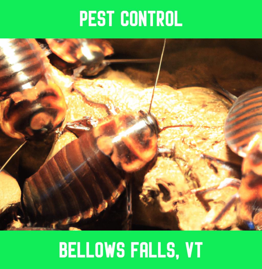 pest control in Bellows Falls Vermont