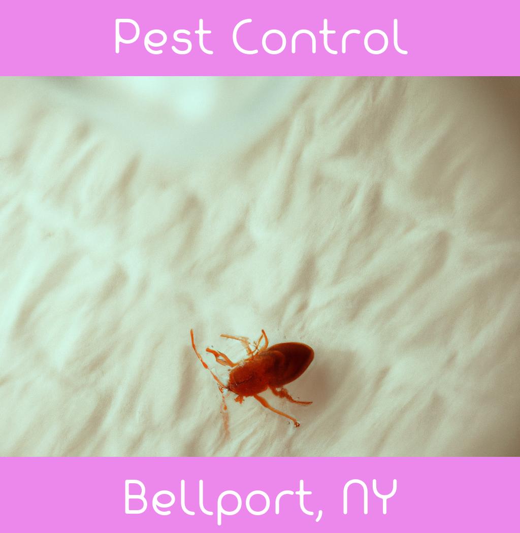 pest control in Bellport New York