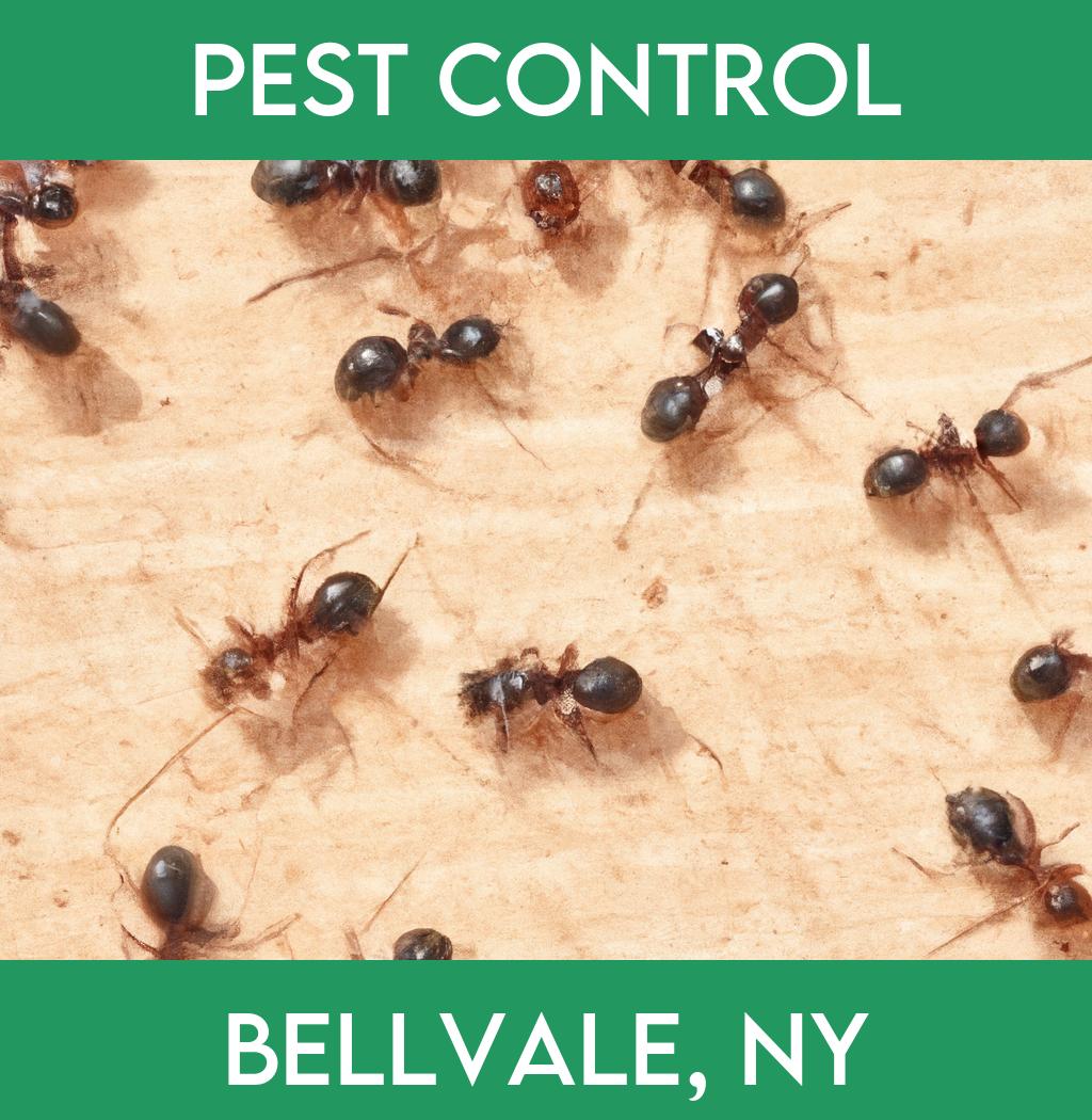 pest control in Bellvale New York