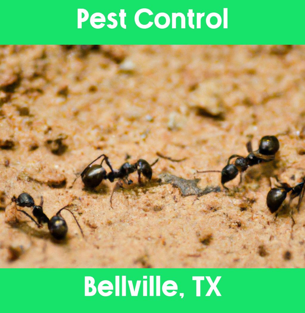 pest control in Bellville Texas