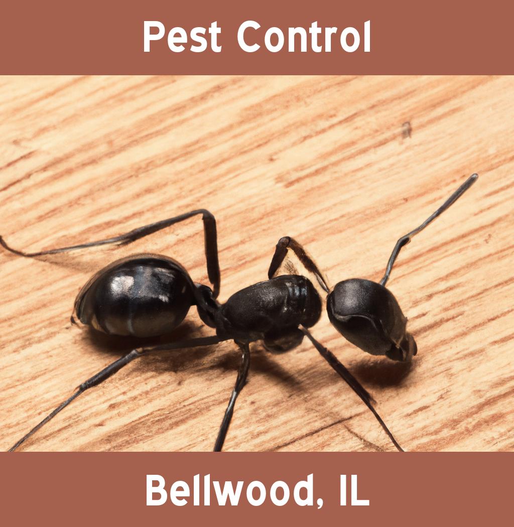 pest control in Bellwood Illinois