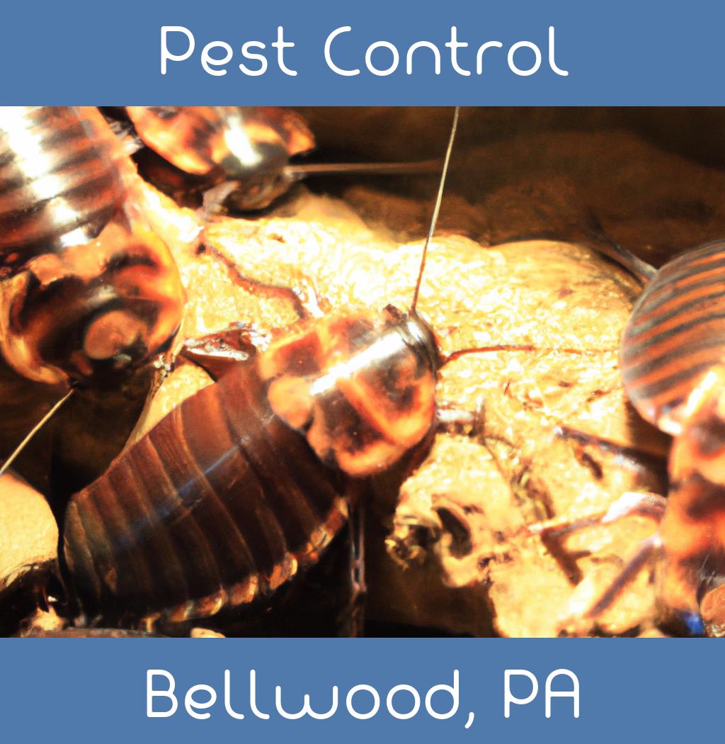 pest control in Bellwood Pennsylvania