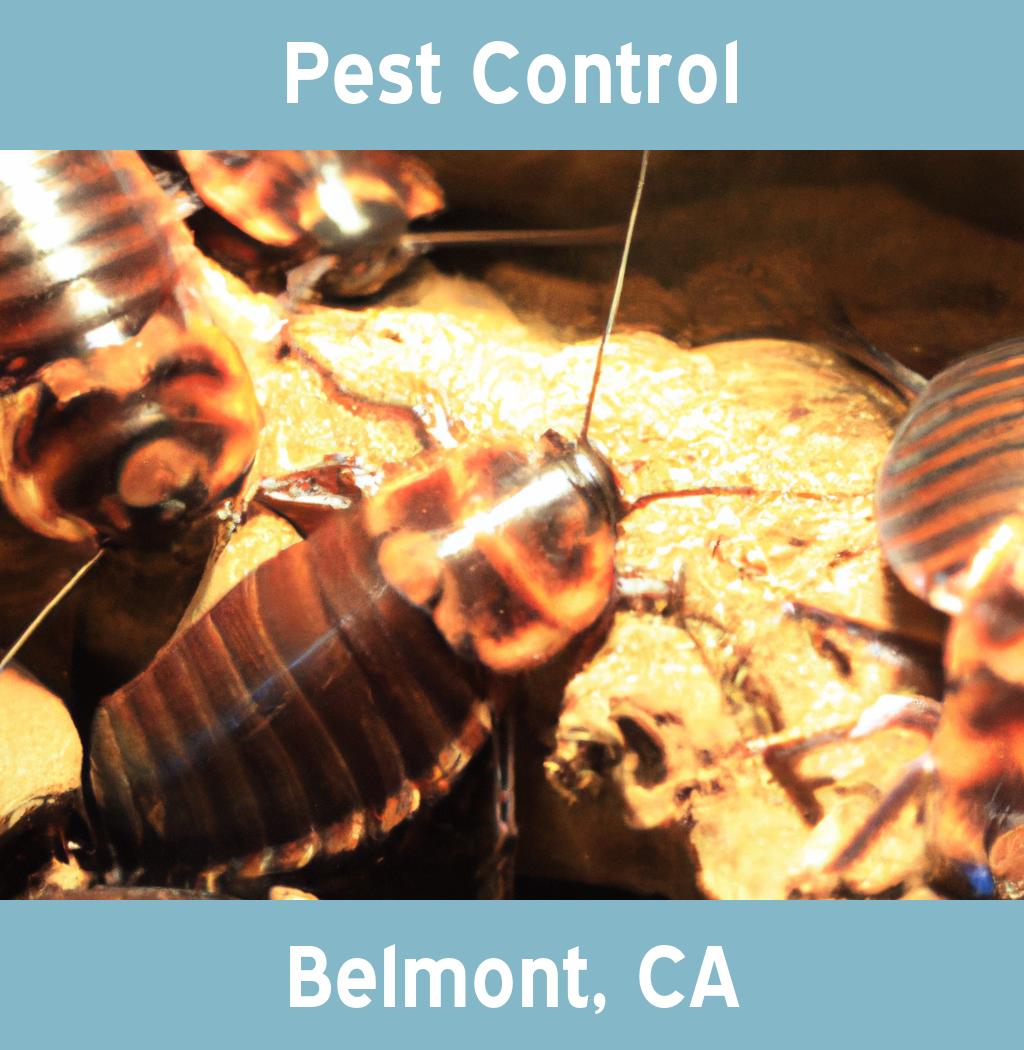 pest control in Belmont California